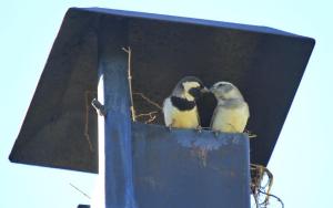 Cape Sparrows nesting in our chimney