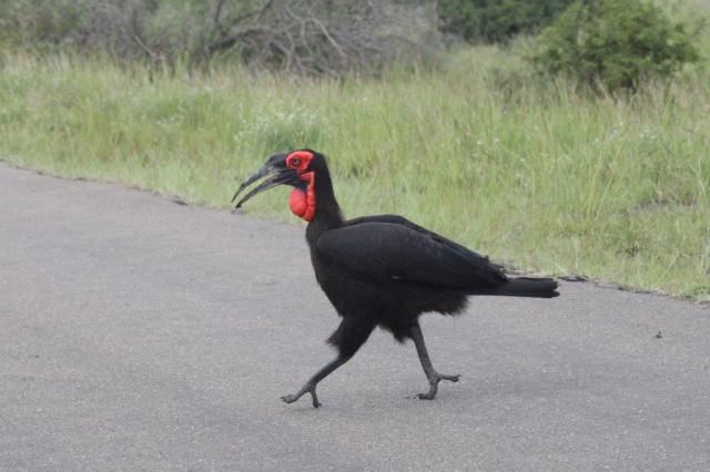 Southern Ground-Hornbill