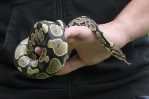 Ball Python