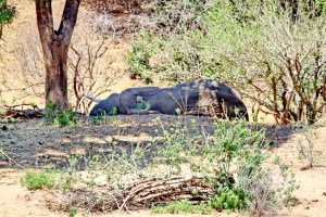 Elephant resting on the side of the bank