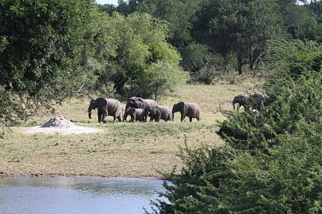 Elephants, Tembe