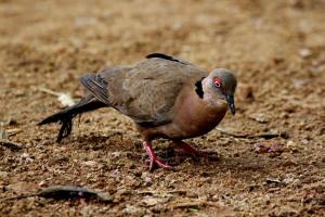 African Mourning Dove - dark form