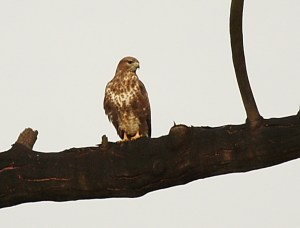 Common Buzzard, Springside 5th Jan 2013, Paul Bartho