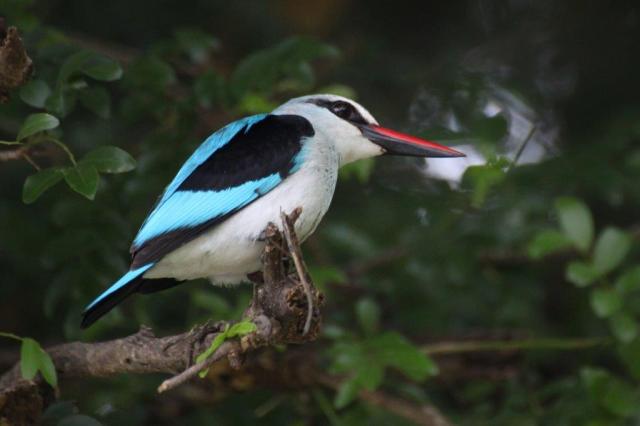 Woodland Kingfisher