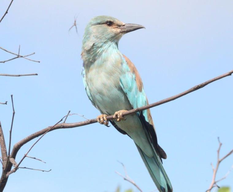 European Roller