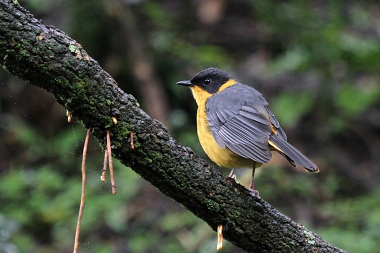 Chorister Robin-Chat, Mahai