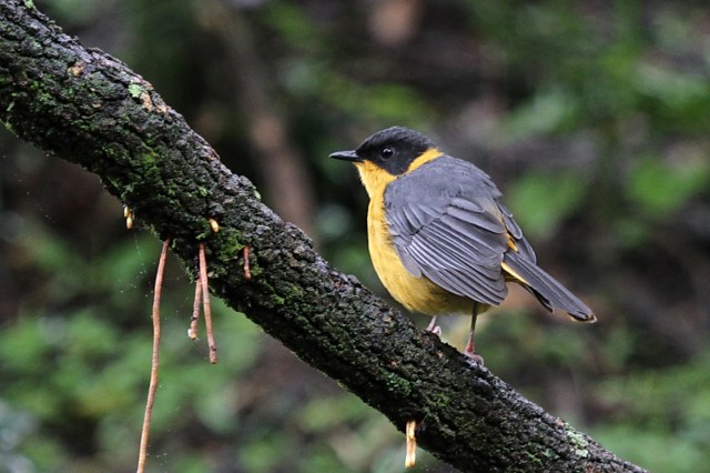 Chorister Robin-Chat, Mahai