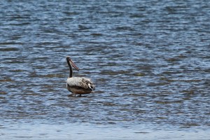 Pink-backed Pelican - from Wilson's Wharf