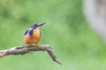 Azure Kingfisher, Yarra Bend 
