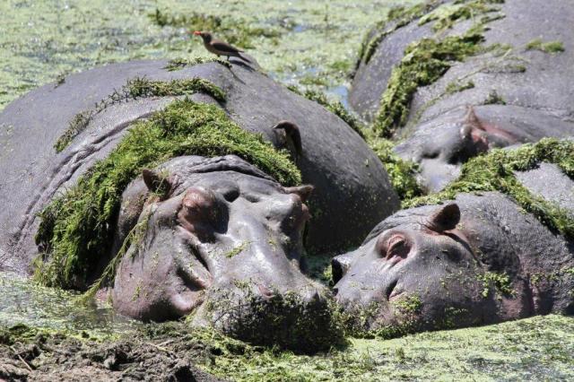 Hippos resting in peace