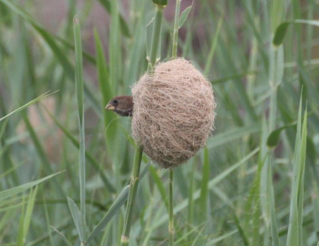 Juvenile Thick-billed Weaver