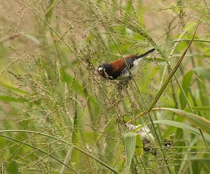 Red-backed Mannikin, Springside 5th Jan 2013, Paul Bartho
