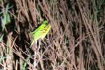 Little Bee-eaters cuddling together