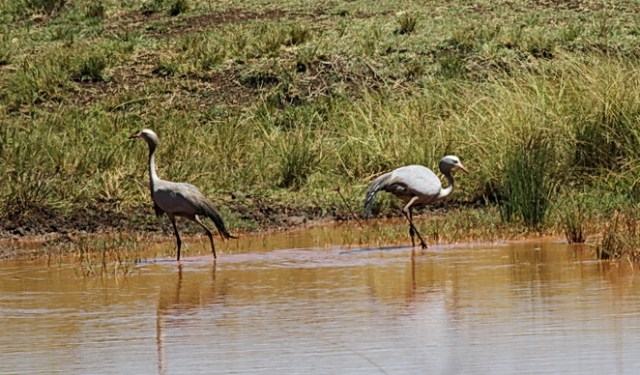 Blue Cranes, Ithala