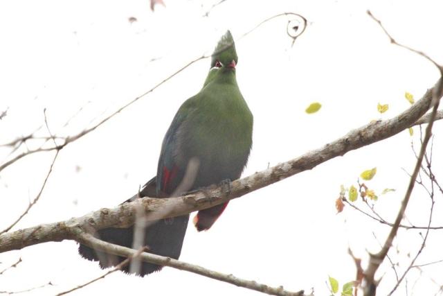 Knysna Turaco