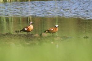 South African Shelduck - male and female (white head)