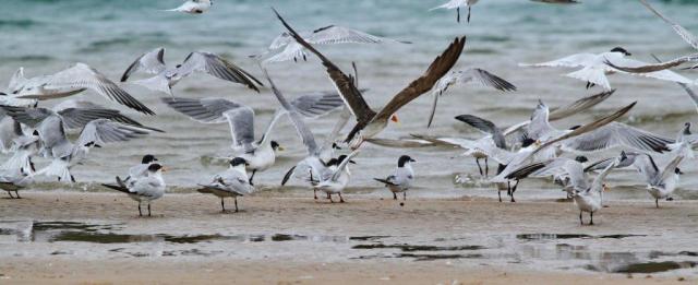 African Skimmer - in flight