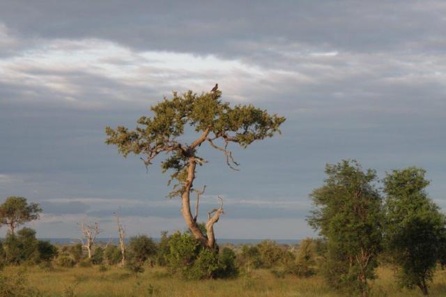 Late Afternoon near Satara