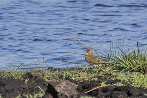 Collared Pratincole
