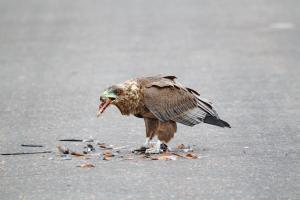 Bataleur - juvenile. And the remains of a Burchell's Coucal.