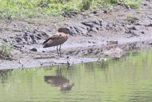 Hamerkop