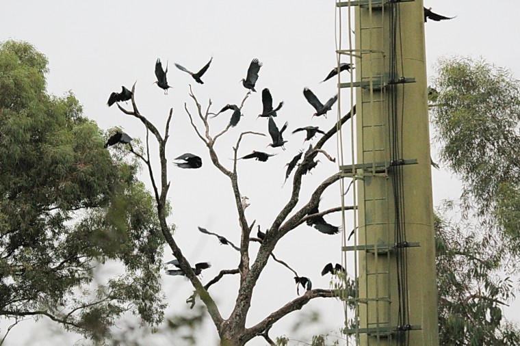 Southern Bald Ibis, Mahai