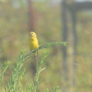 Cuckoo Finch- Decklan