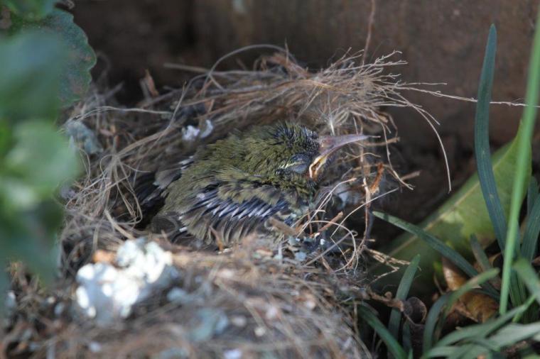 Amethyst Sunbird chick in its ant infested nest.