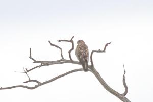 African Cuckoo Hawk - juvenile