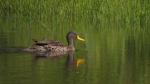 Yellow-billed Duck
