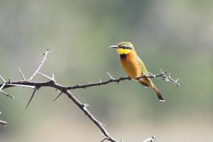 Little Bee-eater