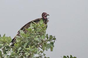 Hooded Vulture