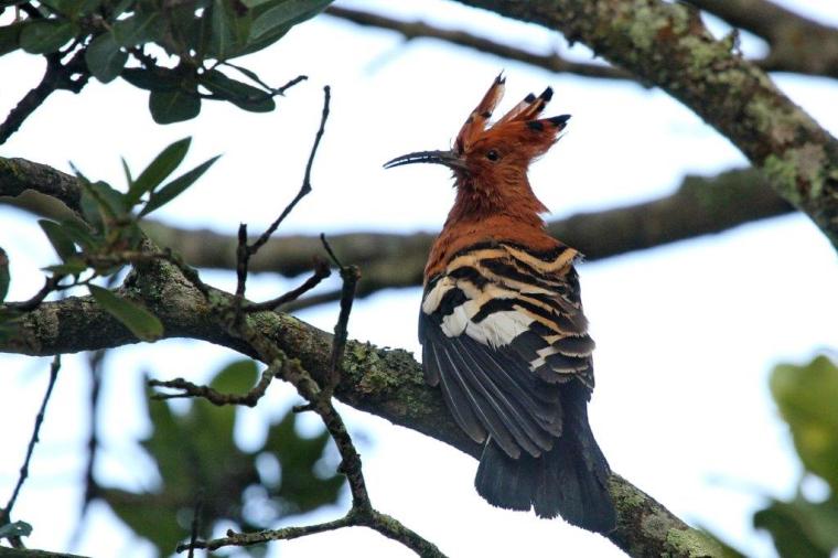 African Hoopoe with wild hair-do