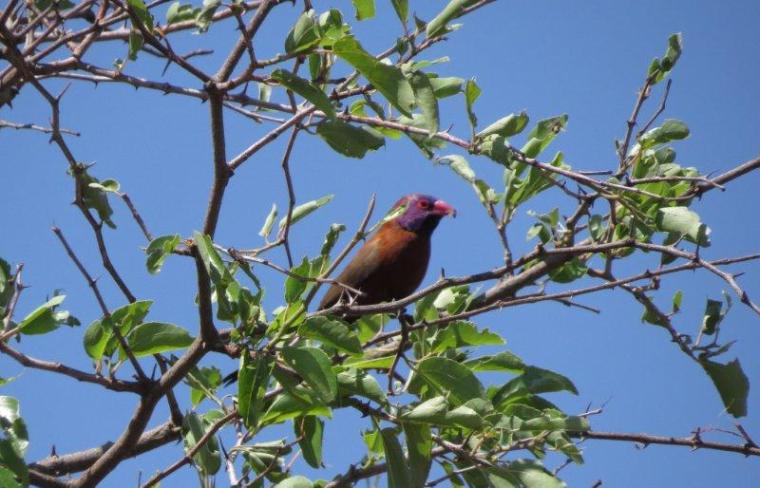Violet-eared Waxbill
