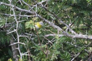 Yellow-breasted Apalis