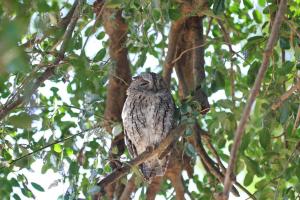 African Scops-Owl