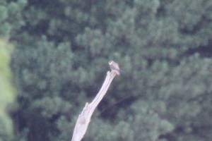 Falcon-like bird from a great distance
