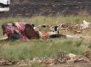 Carcass at the vulture restaurant