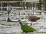 African Jacana