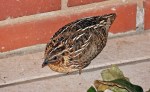 Common Quail