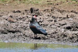 Southern Bald Ibis