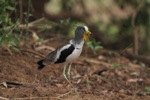White-crowned Lapwing showing its spurs