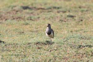 Senegal Lapwing - part of a group of 6