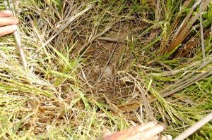 Yellow-billed Duck nest