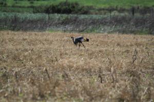 Grey-crowned Crane