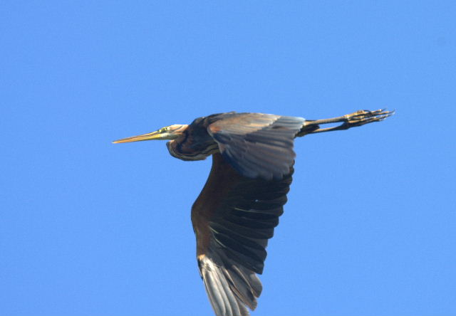 Purple Heron