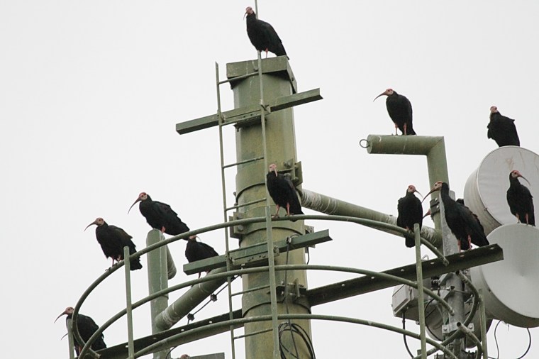 Southern Bald Ibis - Mahai