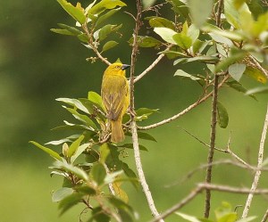 African Golden Weaver, Springside 5th Jan 2013, Paul Bartho